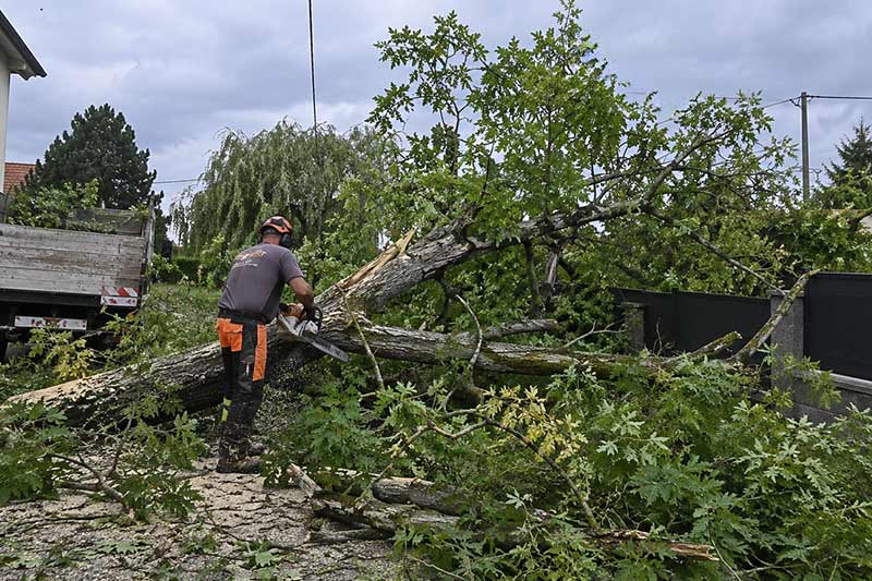 Tempête en Seine-et-Marne : arbres cassés, branches dangereuses et interventions d’urgence