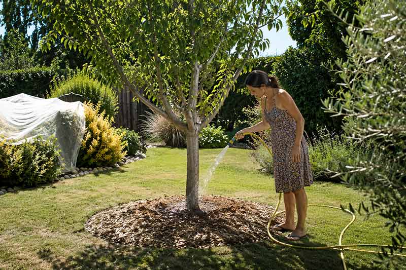 protéger vos arbres et arbustes pendant la canicule